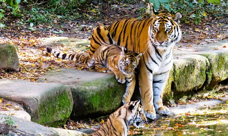 Rajasthan Wildlife 9 Days Tour