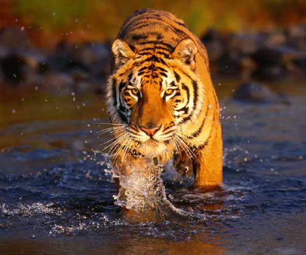 Rajasthan Wildlife 9 Days Tour